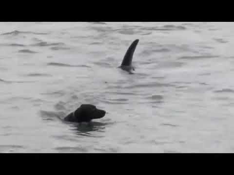 Curious dog attacked by SHARK | full video