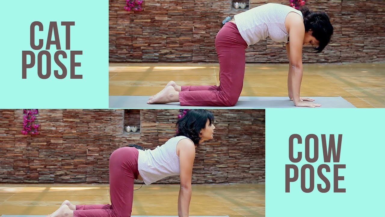 Pregnancy Fitness: Cat Cow Pose for back - Prenatal Yoga: - YouTube