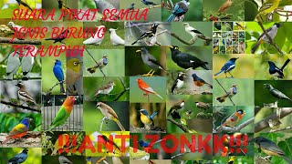 Download lagu Suara pikat mp3 Segala Semua jenis burung Ribut 100% terbukti Ampuh mp3 Download lagu Suara pikat mp3 Segala Semua jenis burung Ribut 100% terbukti Ampuh mp3