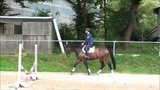 Video koně Chacca Ta