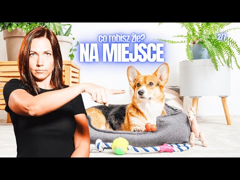 5 podstawowych błędów przy nauce komendy NA MIEJSCE