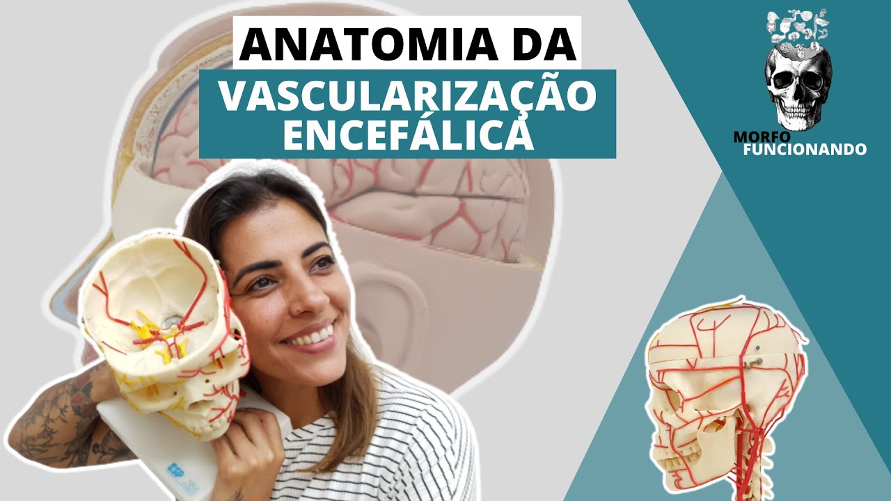 ANATOMIA DA VASCULARIZAÇÃO ENCEFÁLICA #10