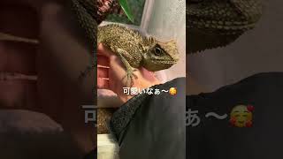 ベトナムクシトカゲ🦎のキャシー♀の甘えてる動画😚#爬虫類 #可愛い #仕事終わり