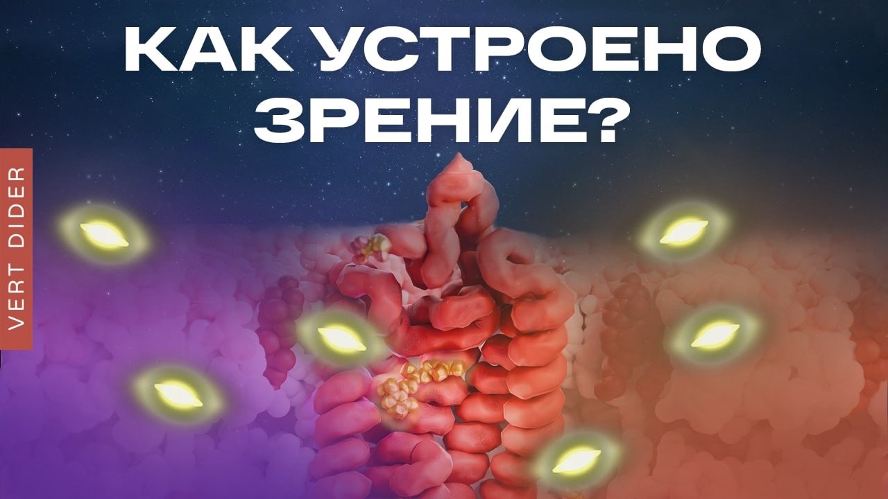 Как устроено зрение? [Clockwork]