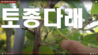 [토종다래] 토종 다래 포트묘 생산 방법