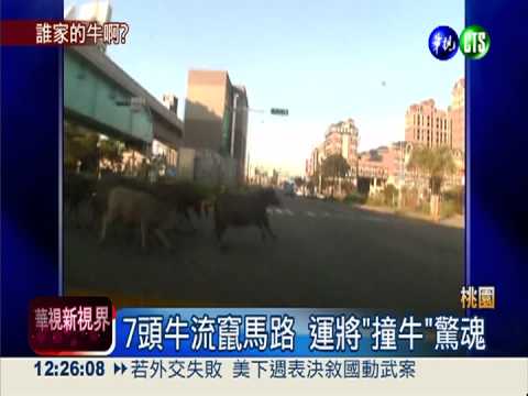 7頭牛流竄馬路 運將"撞牛"驚魂