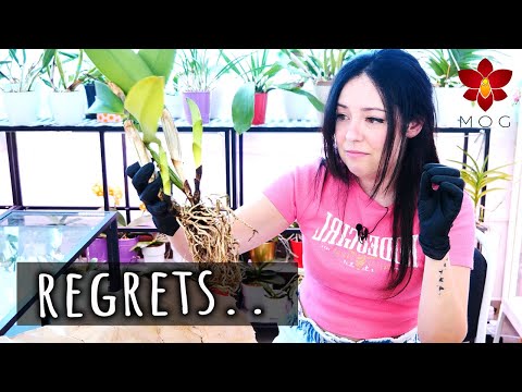 Did I just get 4 identical Orchids by mistake?? 😵‍💫 - Orchid Haul Watch Season 3 Episode 1