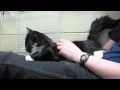 Tuxie And Moo Cow The Lap Cats Adopted