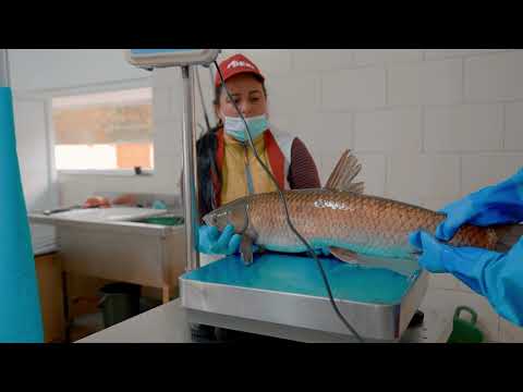 Dexi Fish, magazin pește viu, Șard, Alba Pește proaspăt, ținut în viviere plutitoare.