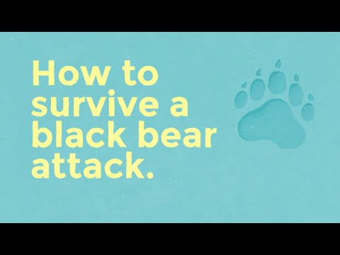 ⁣How to survive a black bear attack