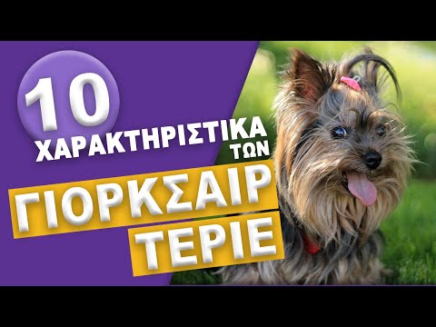 , title : 'ΓΙΟΡΚΣΑΙΡ ΤΕΡΙΕ - 10 Χαρακτηριστικά των Yorkshire Terrier!'