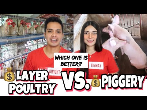 download lagu mp3 mp4 Pig Poultry Business Philippines, download lagu Pig Poultry Business Philippines gratis, unduh video klip Pig Poultry Business Philippines