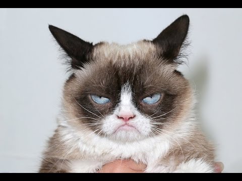 CATS will make you LAUGH YOUR HEAD OFF - Funny CAT compilation