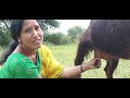 Viral Milk Making Vlog ️ ️