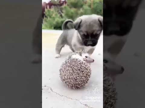 #CUTE #rameen #comment