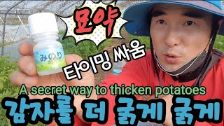 뭐라?이걸 뿌리면 감자가 더 굵어진다꼬??A secret way to thicken potatoes.