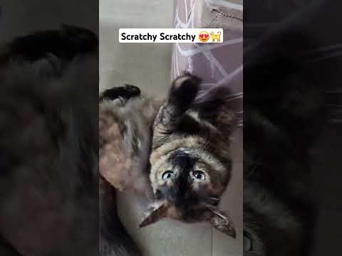 Scratchy Scratchy! Adorable Scratch of My Tortie cat 😍😍
