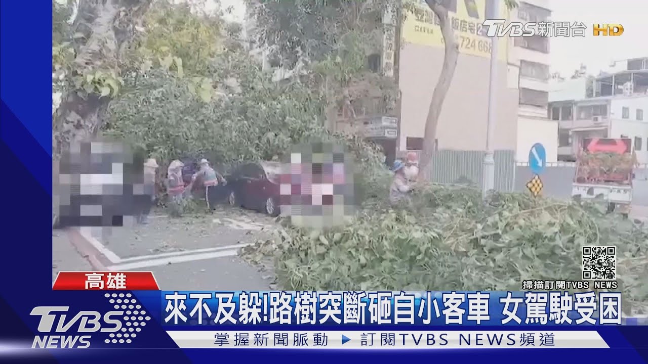 來不及躲!路樹突斷砸自小客車 女駕駛受困