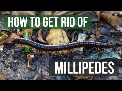 How to Get Rid of Millipedes (4 Easy Steps)