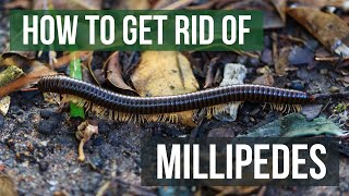 How to Get Rid of Millipedes (4 Easy Steps)