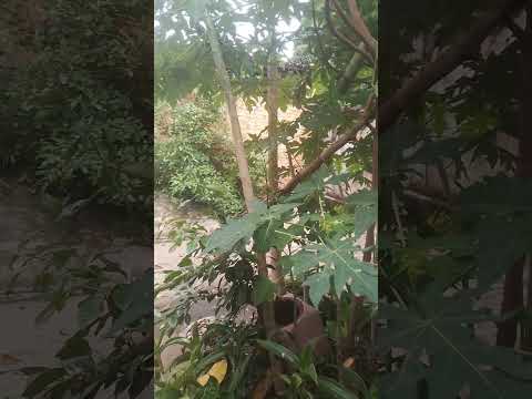 Carmelita de oliveira cariparé bahia riachão das neves cariparé bahia 