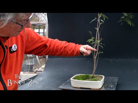 Pruning Two Acacia Trees, The Bonsai Zone, Dec 2022