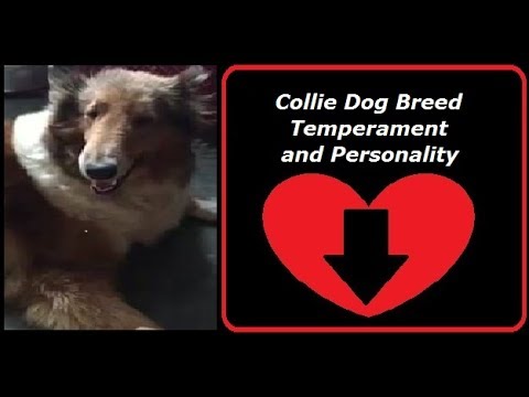 Collie Dog Breed Temperament and Personality
