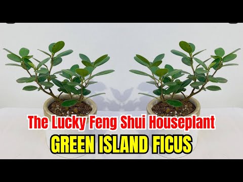 Green Island Ficus (Ficus Microcarpa) - The Lucky Feng Shui Houseplant