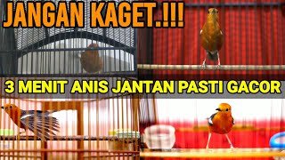 Download lagu DARING ANIS MERAH NGEPLONG TELER NRATAK UNTUK MERANGSANG BUNYI BIKIN CEPAT GACOR mp3 Download lagu DARING ANIS MERAH NGEPLONG TELER NRATAK UNTUK MERANGSANG BUNYI BIKIN CEPAT GACOR mp3