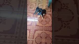 Download lagu பக்கத்து வீட்டுக்காரன் கார் வச்சிருக்கான்...ஜாக்கி காமெடி வீடியோ mp3