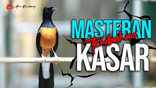 Download lagu MURAI BATU GACOR ISIAN MEWAH PALING DICARI NGEROL TEMBAKAN KASAR KASAR | SHAMA BIRD mp3