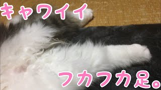 寒くなりフカフカが増したあんよ！