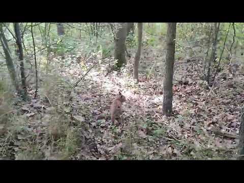 Mały ryś chce się bawić, Nadleśnictwo Resko