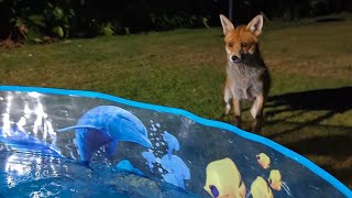 A paddling pool for the foxes! (Plus a Mangy Don update)
