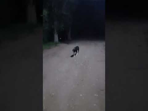 Dale Moro!! #casagrande #animals #miradacanina #cordoba #funny