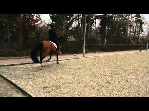 Dressuurstal Schreven