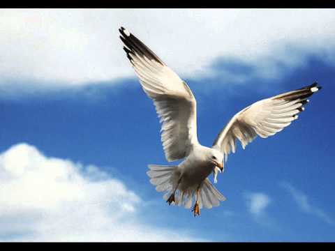 Beberi gemi group Polifonia