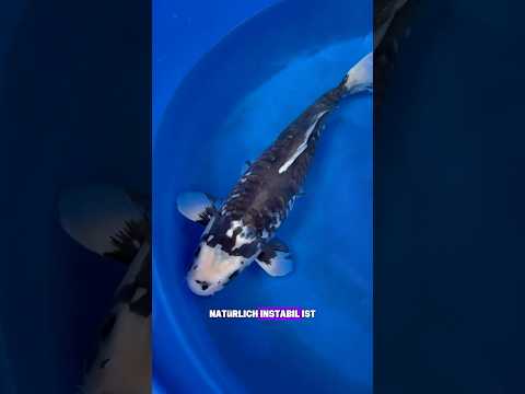 Video Vorschau Teil 1