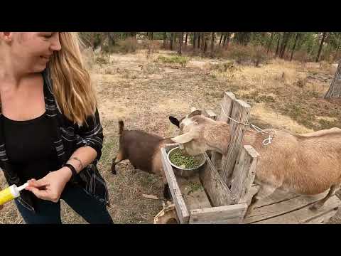 Preparing Our Goats for Winter: Vitamins, Hoof Care, & Moving the bucks