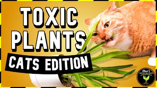 5 Houseplants HARMFUL to Cats! 🐱