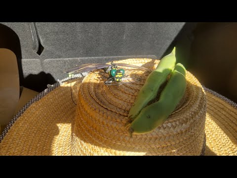 北海道かぼちゃ 植物