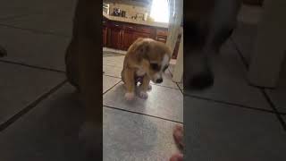 Video preview image #1 Chihuahua-Unknown Mix Puppy For Sale in Virginia Beach, VA, USA