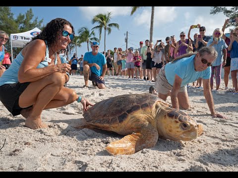 Florida Keys Loggerhead Sea Turtle Release