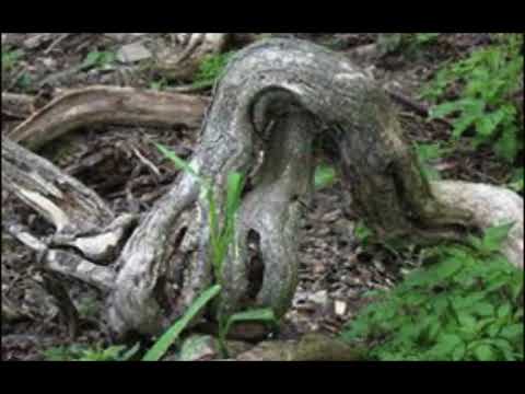 Arshak Ikilikian - ROOTS