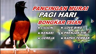 Download lagu 🔴 LIVE 22 - Pancingan Murai Batu Pagi hari Full Isian Tembakan kasar Murai Diam Pasti Nyaut mp3