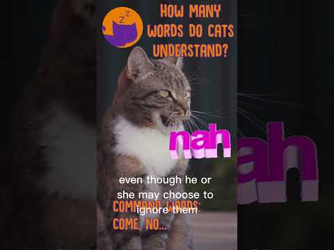 Do Cats Understand ANY Words?! #catfacts #shorts
