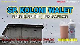Download lagu Suara Panggil Koloni Walet Kualitas Super Bersih dan Jernih mp3