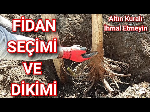 , title : 'Fidan Nasıl Dikilir'