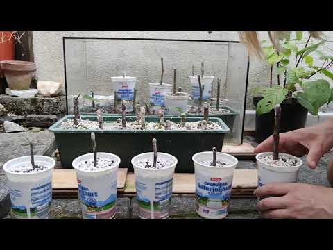 Feigen Pflanzen Stecklinge selbst ziehen im Winter