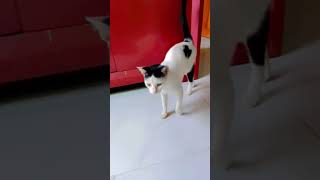 Download lagu 🤣🤣 mp3